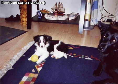 Border Collie mit meinem grossen Freund