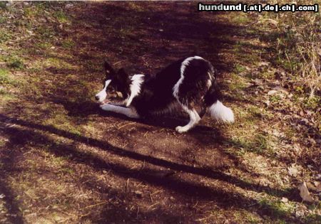 Border Collie Wo bleibt der Ball?