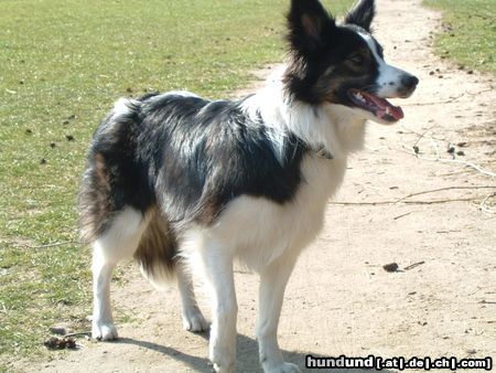 Border Collie Lana