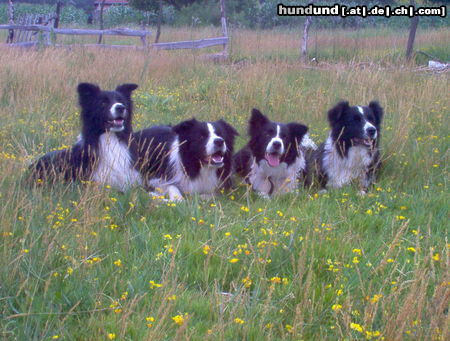 Border Collie Paco,Whisky,Emily und Liza