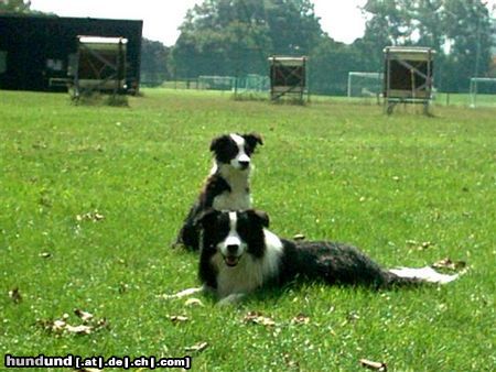 Border Collie Tom und Cody nach dem Schwimmen