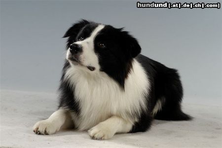 Border Collie Tom