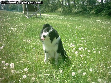 Border Collie Tom 2Jahre