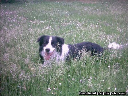 Border Collie Tom im Sommer beim Relaxen