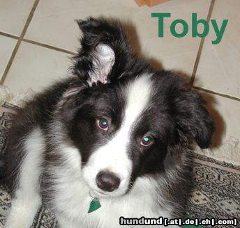 Border Collie Toby - 12 Wochen alt