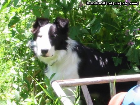 Border Collie Mein wunderschöner Mike