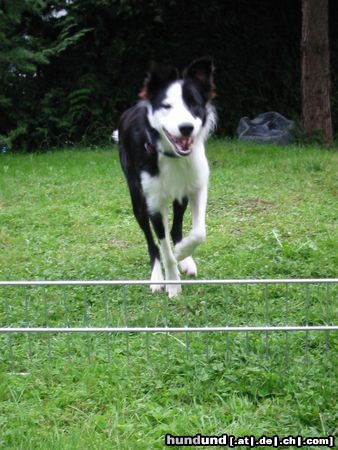 Border Collie Häschen hüpf