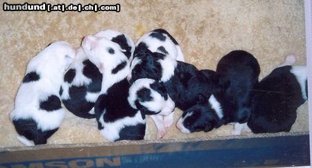 Border Collie Buddys Welpen