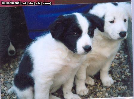 Border Collie Buddys Welpen2