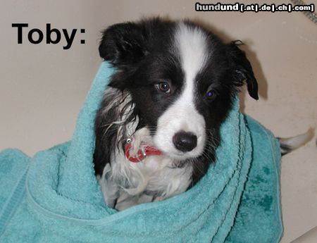 Border Collie Ach so, wer sich im Schlamm suhlt, muss wohl baden!