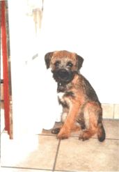 Border Terrier April benutzt die Gardine als Kältespender