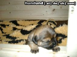 Border Terrier April's Baby Bonnie geb.04.05.03 - hier 2 Wochen