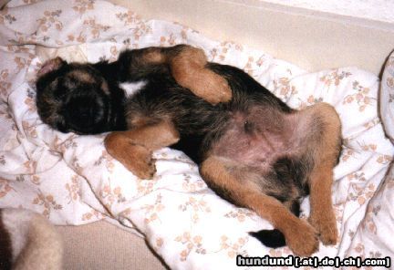 Border Terrier Don vom Fuchsloch,1997  als 3 monatiger Welpe