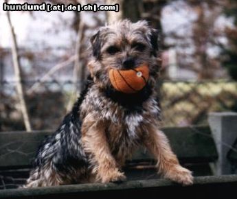 Border Terrier Wo Frauchen den Ball immer versteckt