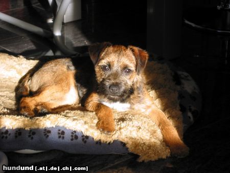 Border Terrier Kira  ( 5 Monate )