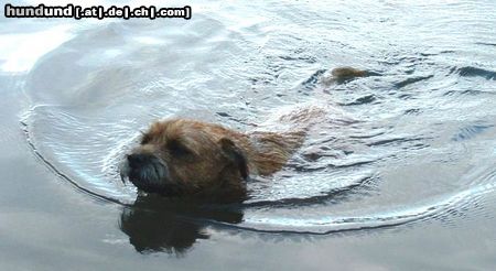 Border Terrier Nicht wasserscheu!