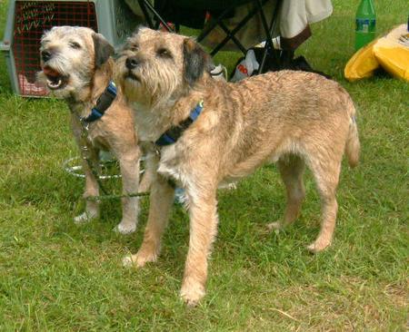 Border Terrier Border-Terrier aufgenommen beim 1. European Agility Open 2002 in Graz