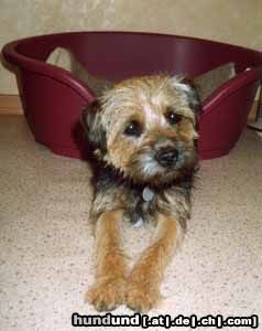 Border Terrier Nelly