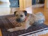 Border Terrier Hund