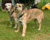 Border Terrier Hund