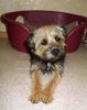 Border Terrier Hund