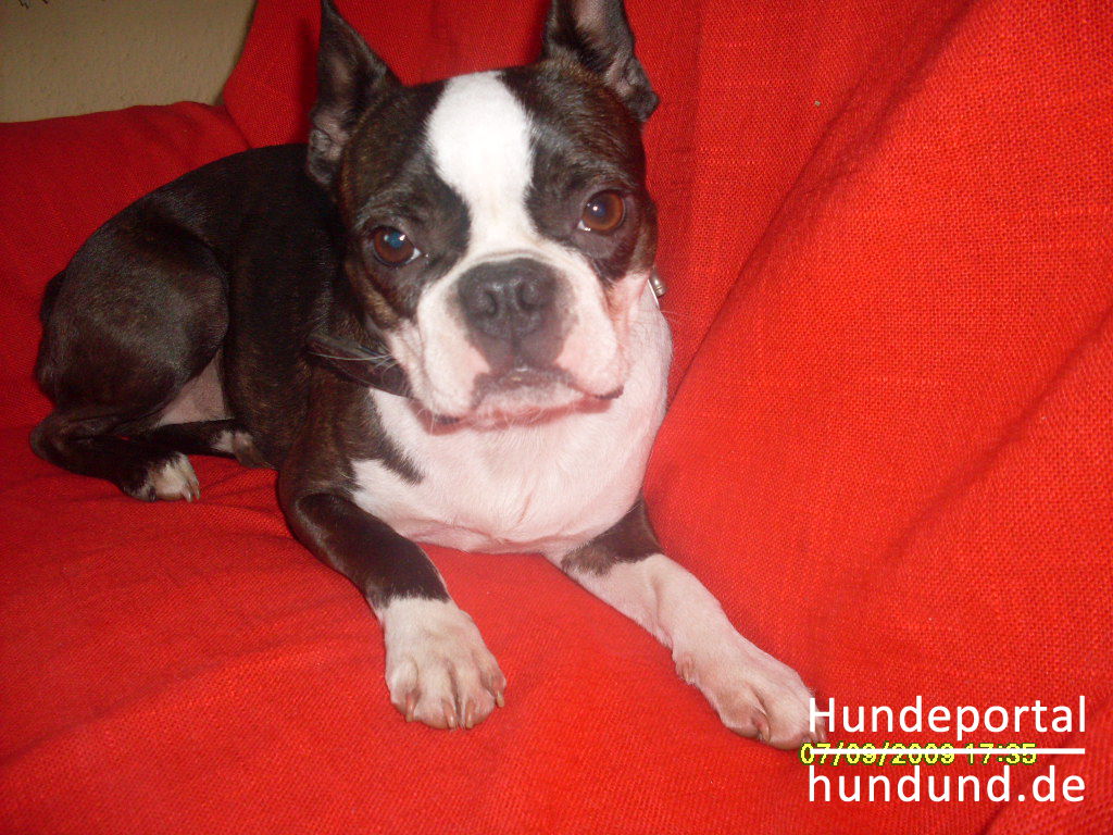 Boston Terrier, Boston Bull Foto 45017 - hundund.de