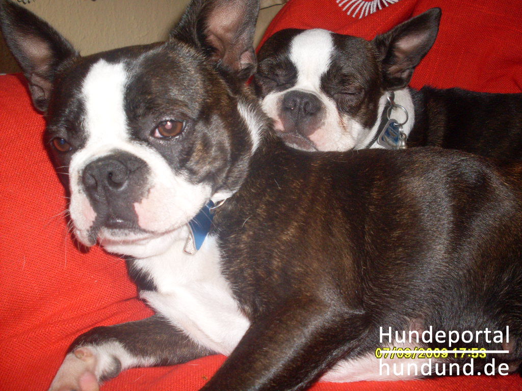 Boston Terrier, Boston Bull Foto 45015 - hundund.de