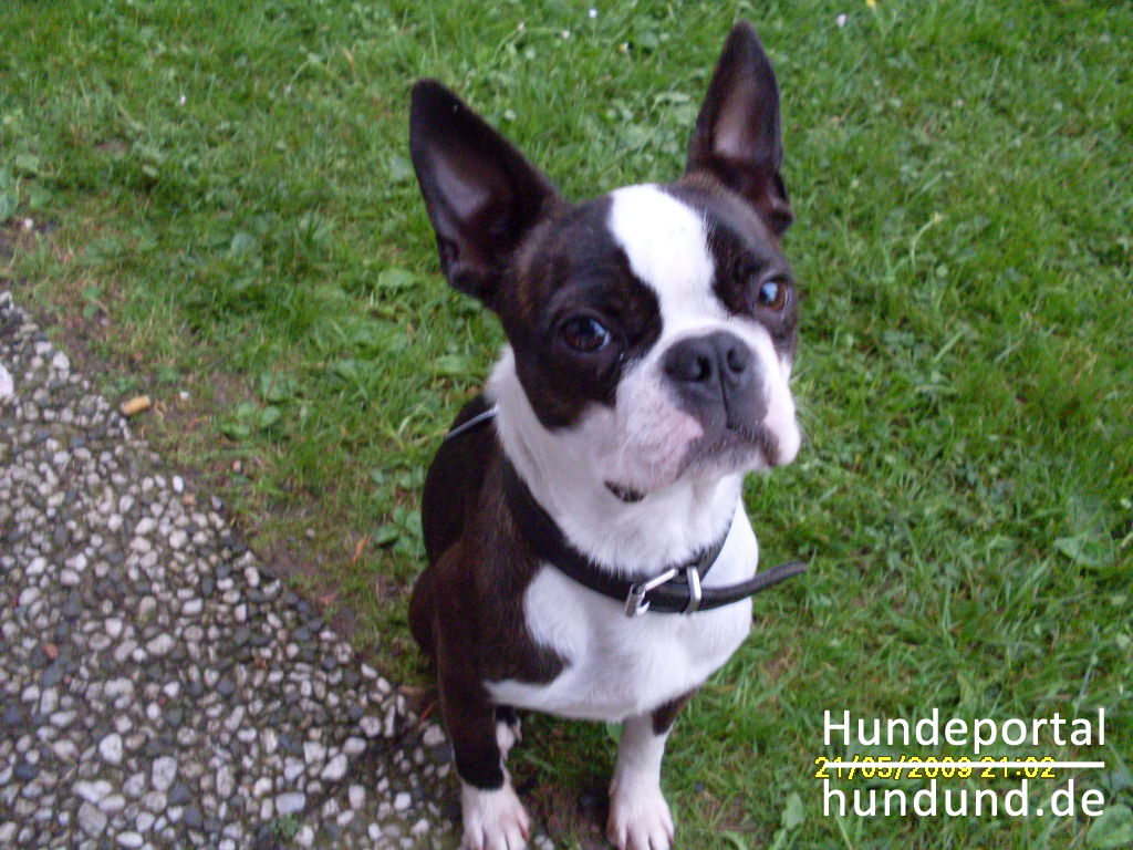 Boston Terrier, Boston Bull Foto 44674 - hundund.de