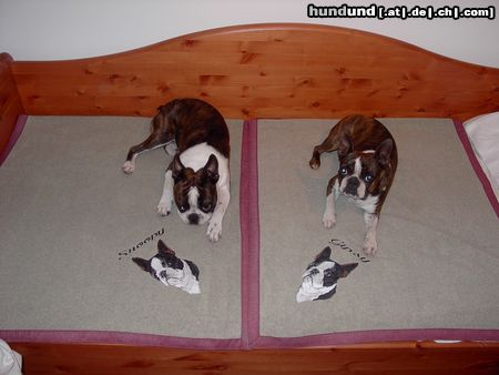 Boston Terrier Mama und Sohn