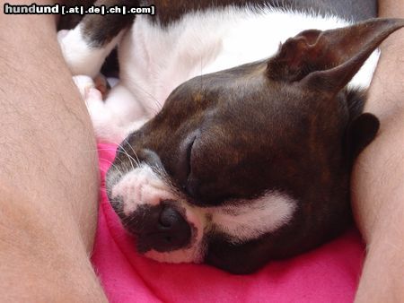 Boston Terrier Amber im Urlaub - ohne Worte