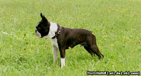 Boston Terrier Bassty