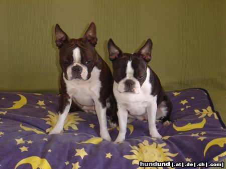 Boston Terrier Amber und Nena in Italien