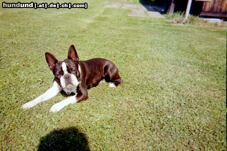 Boston Terrier Bassty von der Urlaken