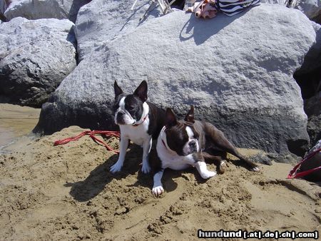 Boston Terrier Nena u. Amber am Sandstrand von Bibione