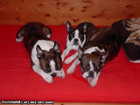 Boston Terrier Snoopy, Nelly u. Gipsy - wir sind eine Familie