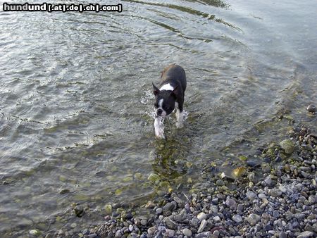 Boston Terrier Amber an der Traisen