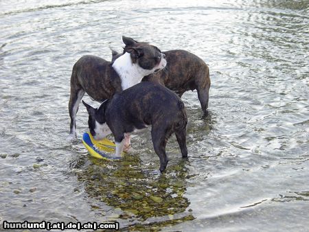 Boston Terrier Mama Gipsy mit zwei ihrer Kinder-Amber u. Alex