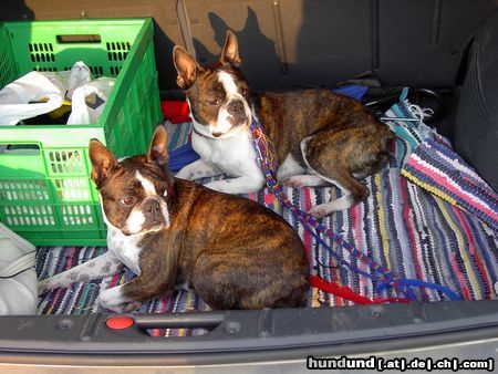 Boston Terrier Gipsy und Snoopy warten auf die Heimreise