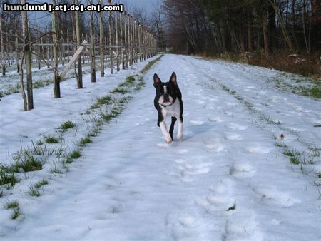 Boston Terrier Schnell nach Hause, es ist kalt