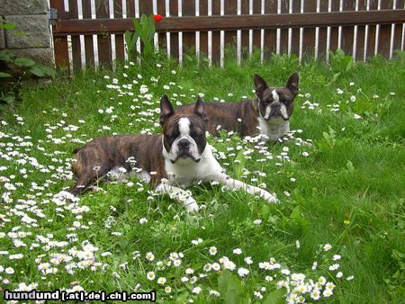 Boston Terrier Snoopy u.Gipsy-die Sonne tut in den Augen weh!