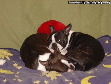 Boston Terrier Amber und Nena machen Siesta