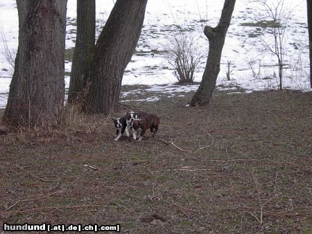 Boston Terrier Sonntags tobten wir uns so richtig aus / Gipsy,Amber u.Alex 