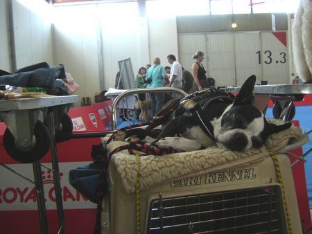 Boston Terrier Aurikel von der Reiteralm auf der IHA Salzburg 2008