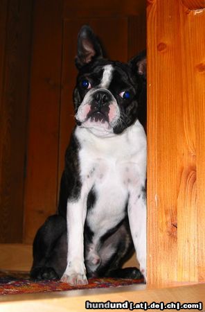 Boston Terrier