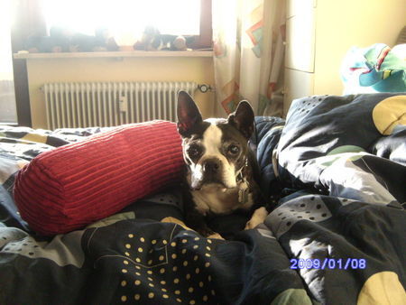 Boston Terrier Aurikel von der Reiteralm