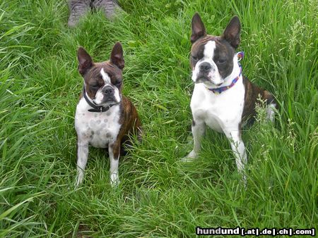 Boston Terrier Snoopy war mit Mama Gipsy am Muttertag spazieren