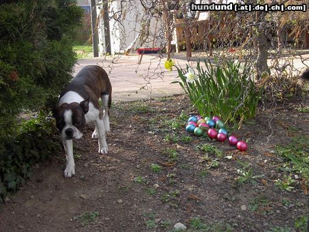 Boston Terrier Alex pirscht sich an die Ostereier