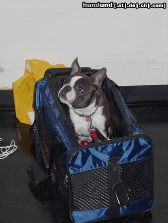 Boston Terrier Amber in Warteposition-IHA Wieselburg