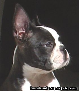 Boston Terrier 11 Wochen alt