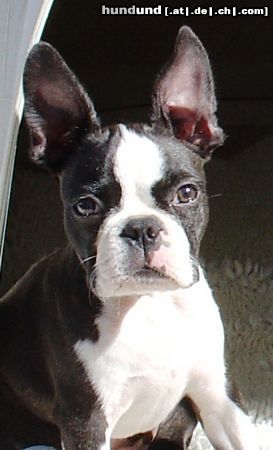 Boston Terrier 11 Wochen jung